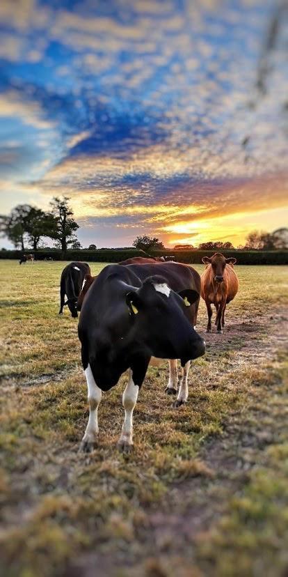 New Farm Cheshire Holidays Winsford  Eksteriør billede